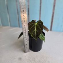 Load image into Gallery viewer, #RA11 Philodendron El Choco