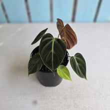 Load image into Gallery viewer, #RA11 Philodendron El Choco