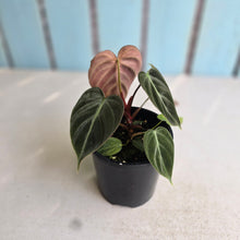 Load image into Gallery viewer, #RA11 Philodendron El Choco