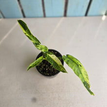 Load image into Gallery viewer, #R95 Philodendron Jose Buono