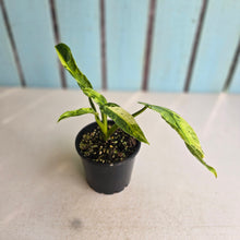 Load image into Gallery viewer, #R95 Philodendron Jose Buono