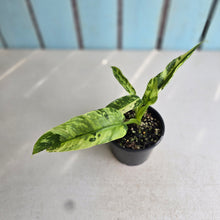 Load image into Gallery viewer, #R95 Philodendron Jose Buono