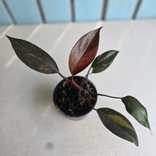 Load image into Gallery viewer, #RD43 Philodendron Orange Princess