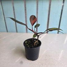 Load image into Gallery viewer, #RD43 Philodendron Orange Princess