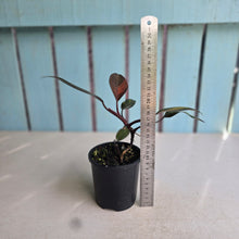 Load image into Gallery viewer, #RD43 Philodendron Orange Princess