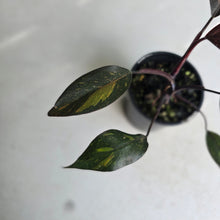 Load image into Gallery viewer, #RD43 Philodendron Orange Princess