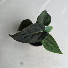 Load image into Gallery viewer, #RD22 Two x Dark Anthurium NOID Seedlings