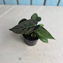 Load image into Gallery viewer, #RD22 Two x Dark Anthurium NOID Seedlings