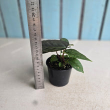 Load image into Gallery viewer, #RD22 Two x Dark Anthurium NOID Seedlings