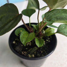 Load image into Gallery viewer, #RD22 Two x Dark Anthurium NOID Seedlings