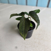 Load image into Gallery viewer, #RD22 Two x Dark Anthurium NOID Seedlings