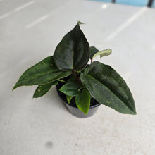 Load image into Gallery viewer, #RD22 Two x Dark Anthurium NOID Seedlings