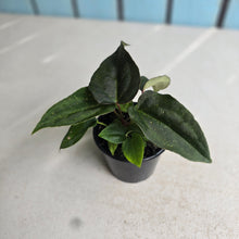 Load image into Gallery viewer, #RD22 Two x Dark Anthurium NOID Seedlings