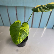 Load image into Gallery viewer, #R400 Aurea Variegated Monstera Deliciosa