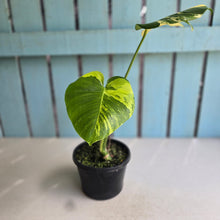 Load image into Gallery viewer, #R400 Aurea Variegated Monstera Deliciosa