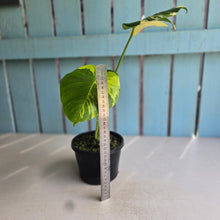 Load image into Gallery viewer, #R400 Aurea Variegated Monstera Deliciosa