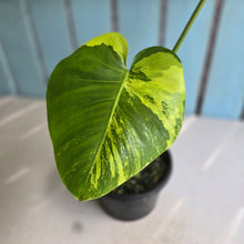 Load image into Gallery viewer, #R400 Aurea Variegated Monstera Deliciosa