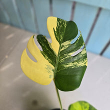 Load image into Gallery viewer, #R400 Aurea Variegated Monstera Deliciosa