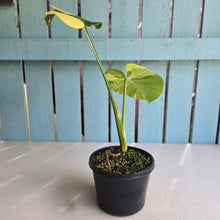 Load image into Gallery viewer, #R400 Aurea Variegated Monstera Deliciosa