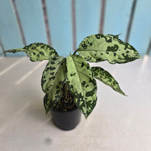 Load image into Gallery viewer, #RB11 Aglaonema Pictum Tricolor