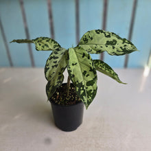 Load image into Gallery viewer, #RB11 Aglaonema Pictum Tricolor