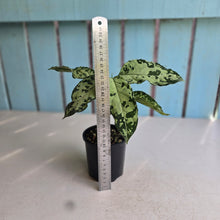 Load image into Gallery viewer, #RB11 Aglaonema Pictum Tricolor