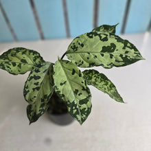 Load image into Gallery viewer, #RB11 Aglaonema Pictum Tricolor