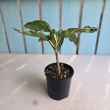 Load image into Gallery viewer, #RB11 Aglaonema Pictum Tricolor