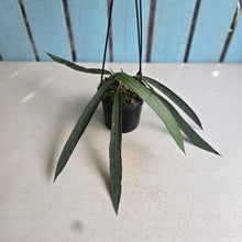 Load image into Gallery viewer, #41 Anthurium Vittarifolium
