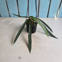 Load image into Gallery viewer, #41 Anthurium Vittarifolium