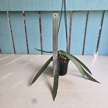 Load image into Gallery viewer, #41 Anthurium Vittarifolium