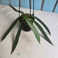 Load image into Gallery viewer, #41 Anthurium Vittarifolium