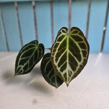 Load image into Gallery viewer, #G21 Anthurium Hilders Crystallinum