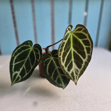 Load image into Gallery viewer, #G21 Anthurium Hilders Crystallinum