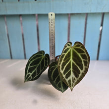 Load image into Gallery viewer, #G21 Anthurium Hilders Crystallinum