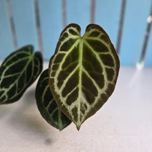 Load image into Gallery viewer, #G21 Anthurium Hilders Crystallinum