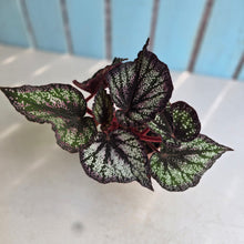 Load image into Gallery viewer, #H75 Begonia Unknown