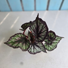 Load image into Gallery viewer, #H75 Begonia Unknown