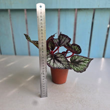 Load image into Gallery viewer, #H75 Begonia Unknown