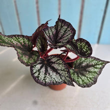 Load image into Gallery viewer, #H75 Begonia Unknown