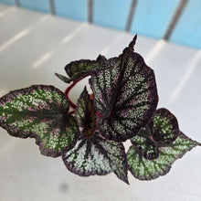 Load image into Gallery viewer, #H75 Begonia Unknown