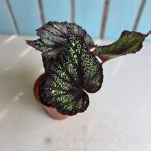 Load image into Gallery viewer, #H75 Begonia Unknown