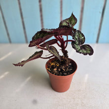 Load image into Gallery viewer, #H75 Begonia Unknown