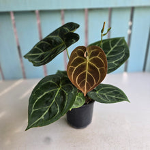 Load image into Gallery viewer, #B51 Anthurium Forgetii x Crystallinum Silver Blush