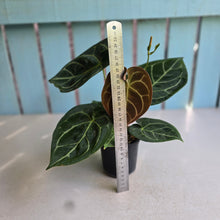 Load image into Gallery viewer, #B51 Anthurium Forgetii x Crystallinum Silver Blush