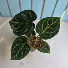 Load image into Gallery viewer, #B51 Anthurium Forgetii x Crystallinum Silver Blush