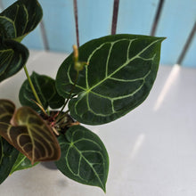 Load image into Gallery viewer, #B51 Anthurium Forgetii x Crystallinum Silver Blush