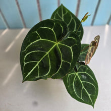 Load image into Gallery viewer, #B51 Anthurium Forgetii x Crystallinum Silver Blush