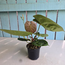Load image into Gallery viewer, #B51 Anthurium Forgetii x Crystallinum Silver Blush