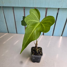 Load image into Gallery viewer, #P4 Anthurium Southern Star